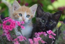 Цей інструмент зі штучним інтелектом повертає втрачених вихованців додому. Ось як це працює