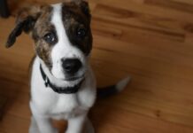 Штучний інтелект у турботі про вихованців: розумніший догляд за вашою пухнастою родиною