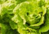 Ist der Salat sicher? Warum die Verwirrung um den Cyclospora-Ausbruch eine Vertrauenskrise ist