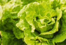 Ist der Salat sicher? Warum die Verwirrung um den Cyclospora-Ausbruch eine Vertrauenskrise ist