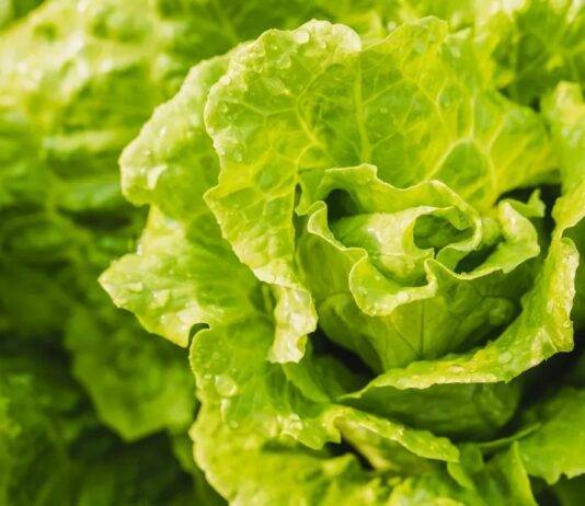 Is the Lettuce Safe? Why the Cyclospora Outbreak Confusion Is a Trust Crisis